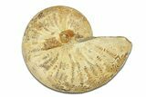 Jurassic Cut & Polished Ammonite Fossil (Half) - Madagascar #289337-1